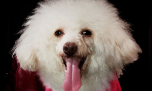 为什么狗狗舌头很白呢