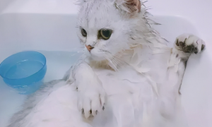 宠物猫洗一次澡多少钱一次