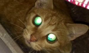 猫咪的眼睛为什么会发光发亮呢