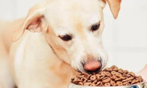 怎么训练狗吃狗粮呢