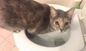 猫咪为什么钻马桶里面