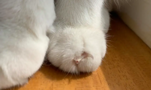 猫咪指甲为什么劈开了呢