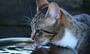 猫大量喝水是要生了吗