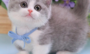 英短蓝白矮脚猫多少钱一只