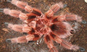 智利火玫瑰蜘蛛有毒吗