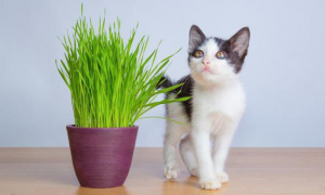 猫草对猫有什么作用