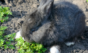 幼兔吃什么兔粮