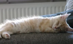 为什么猫咪睡觉尾巴会抖