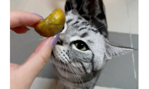 板栗猫咪为什么不能吃呢