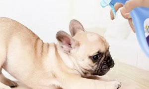 狗能用医用消毒液吗