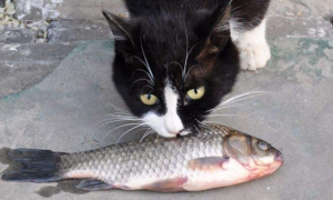 猫咪吃鱼有什么坏处吗