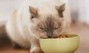 猫咪为什么吃幼猫猫粮呢