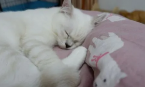 猫咪冬天为什么老睡觉呢正常吗