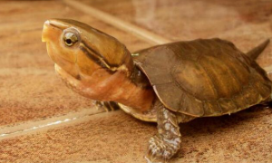 中国最好的鹰嘴龟品种