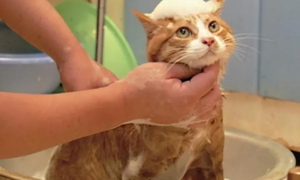 给猫洗澡多少钱