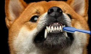 为什么狗狗牙齿会变黑变大的原因