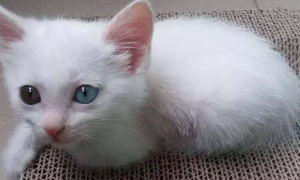 为什么猫咪会有白眉毛呢