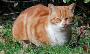 橘色美短猫图片