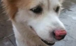 狗狗为什么鼻子发红呢