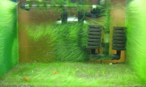 鱼缸长绿藻说明水质怎么样