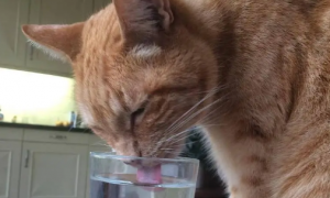 猫咪几个小时喝一次水