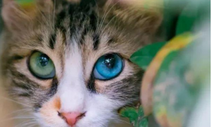 为什么猫咪眼睛是蓝绿的呢