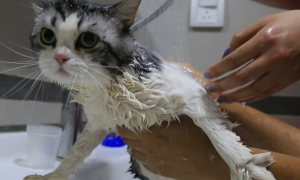 猫多久可以洗澡