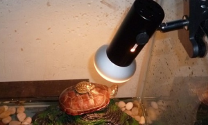 晒龟灯正确用法和距离