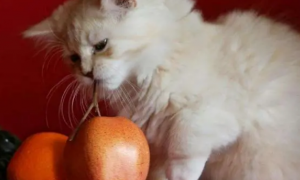 猫咪爱吃苹果吗