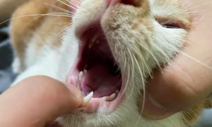 猫咪牙龈红肿是什么原因