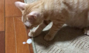猫咪呕吐白色泡沫是怎么回事
