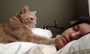 猫为什么会催主人睡觉