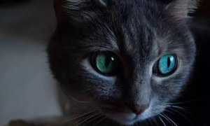猫咪眼睛晚间为什么变得更亮一些