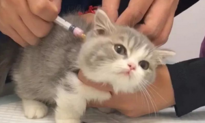 养宠物猫打什么疫苗好