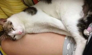 猫咪为什么要抱着腿睡觉