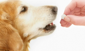 治疗狗狗咳嗽的最快的药