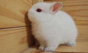 红眼白侏儒兔长大的图
