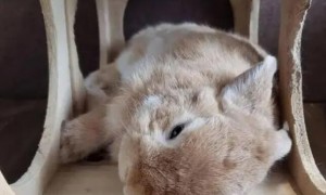 兔子被吓到了死前症状