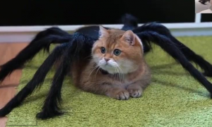 蜘蛛怕猫咪吗