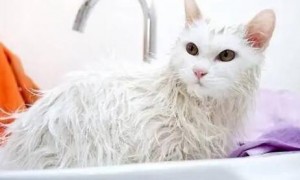 猫咪洗澡为什么不反抗