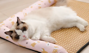 猫咪为什么喜欢在垫子睡觉呢