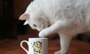 为什么猫咪会蹭杯子