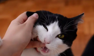 猫咪为什么突然一直咬人