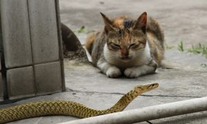 蛇为什么打不过猫咪
