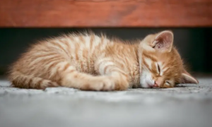 为什么宝宝喜欢猫咪睡觉的原因