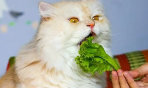 猫咪为什么喜欢吃菜叶