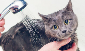 给猫咪如何洗澡