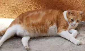 为什么猫咪要长胖呢