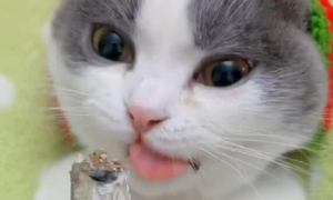 为什么猫咪喜欢吃鱼干