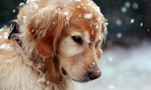为什么冬天都有小狗狗呢